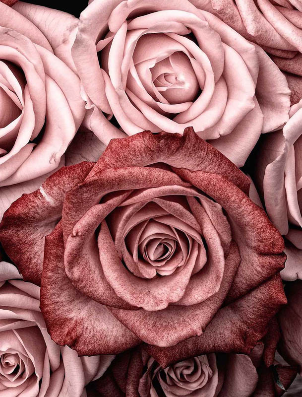 Фотообои Розы винного цвета