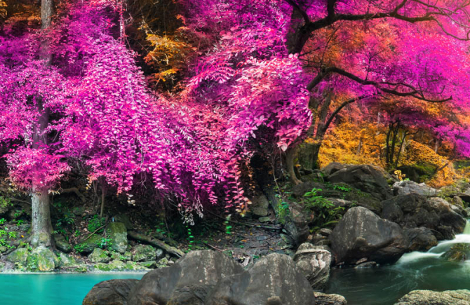 Фотошпалери Рожевий ліс