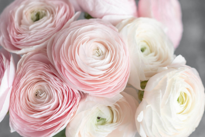 Фотообои Розовые рунункюлусы