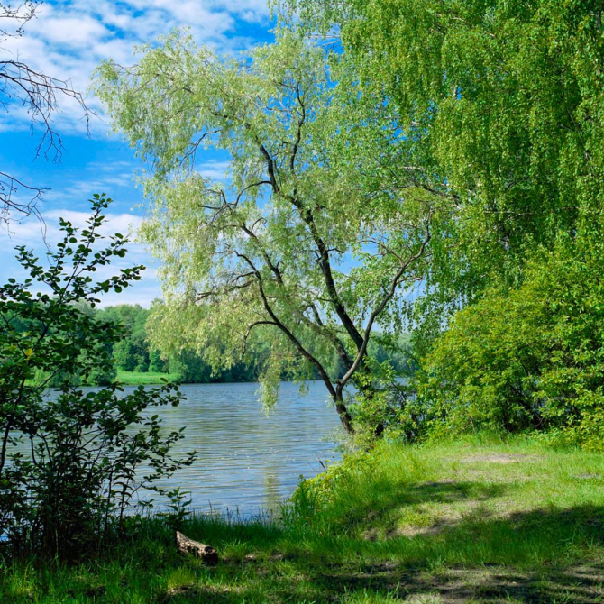 Фотошпалери Берег, верба