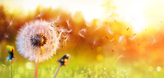 Фотошпалери кульбаба в полі