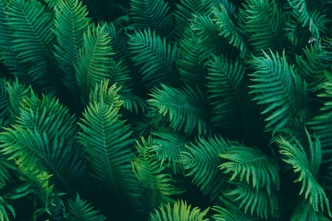 Фотошпалери Тропічні листя