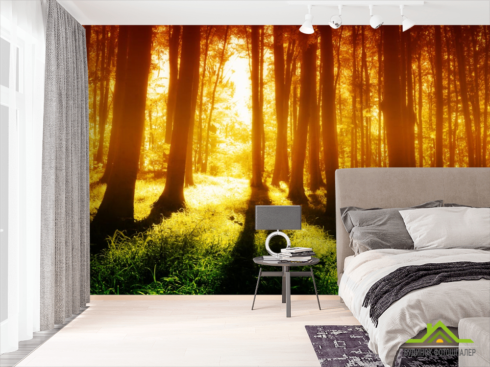 Фотошпалери ранок у лісі