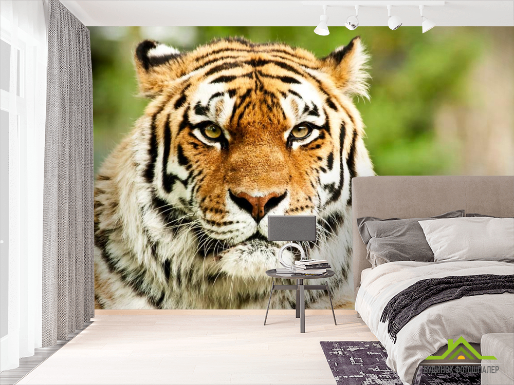Фотошпалери Пильний погляд тигра