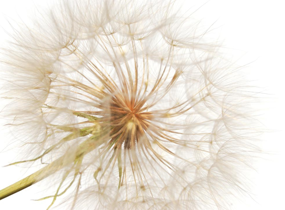 выбрать Фотошпалери кульбаба на тлі біло Фотошпалери Квіти на стіну