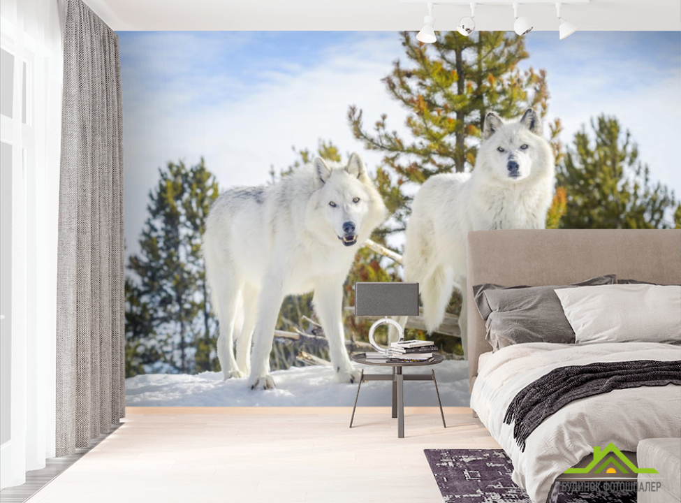 выбрать Фотошпалери два білих вовка на снігу Фотошпалери Тварини на стіну