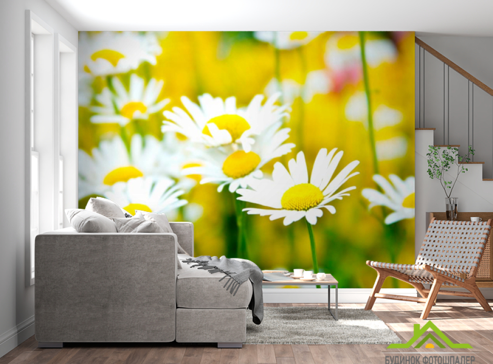 выбрать Фотообои Полевые белоснежные ромашки Фотообои Ромашки на стену
