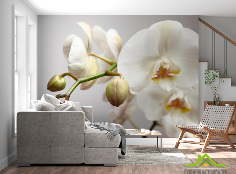 выбрать Фотошпалери Орхідея білосніжна Фотошпалери Квіти на стіну