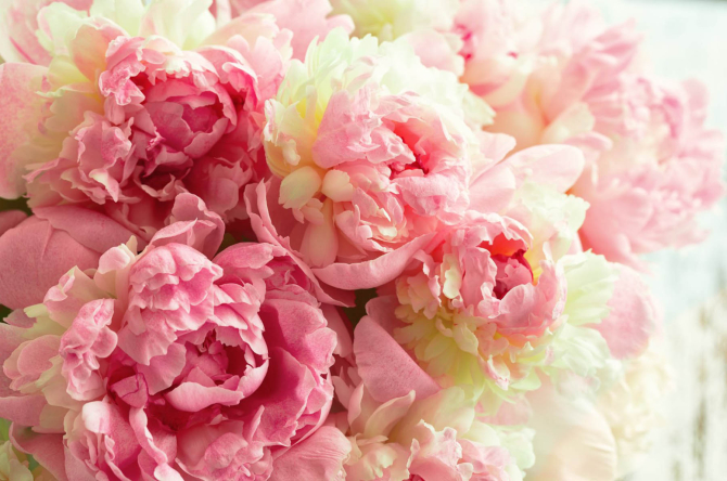 Фотошпалери півонії яскраві