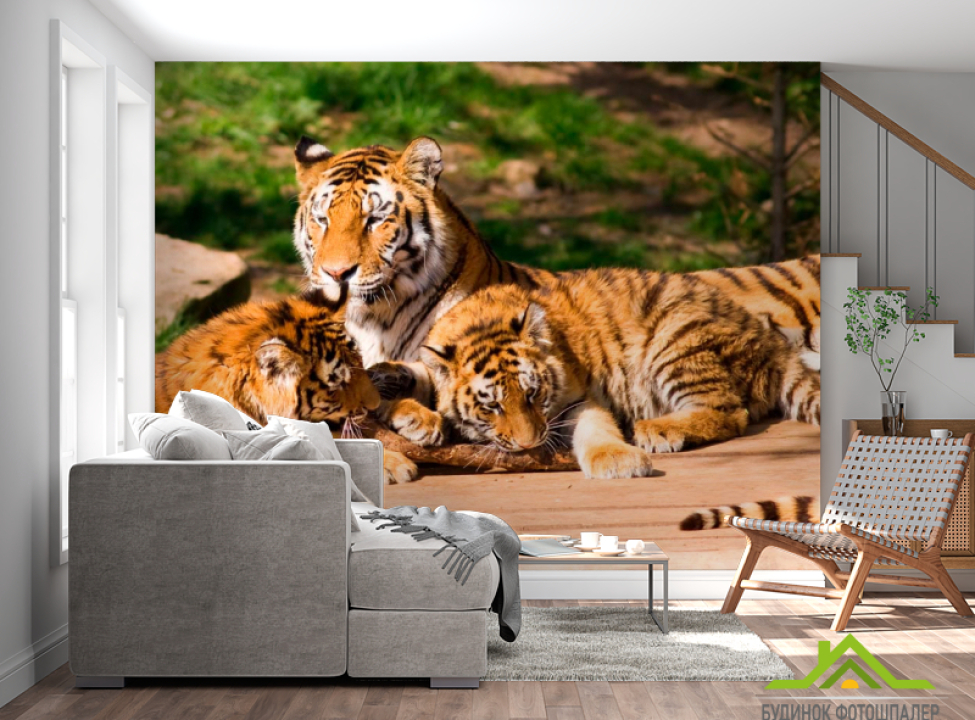 выбрать Фотошпалери Сім'я тигрів Фотошпалери Тигри на стіну