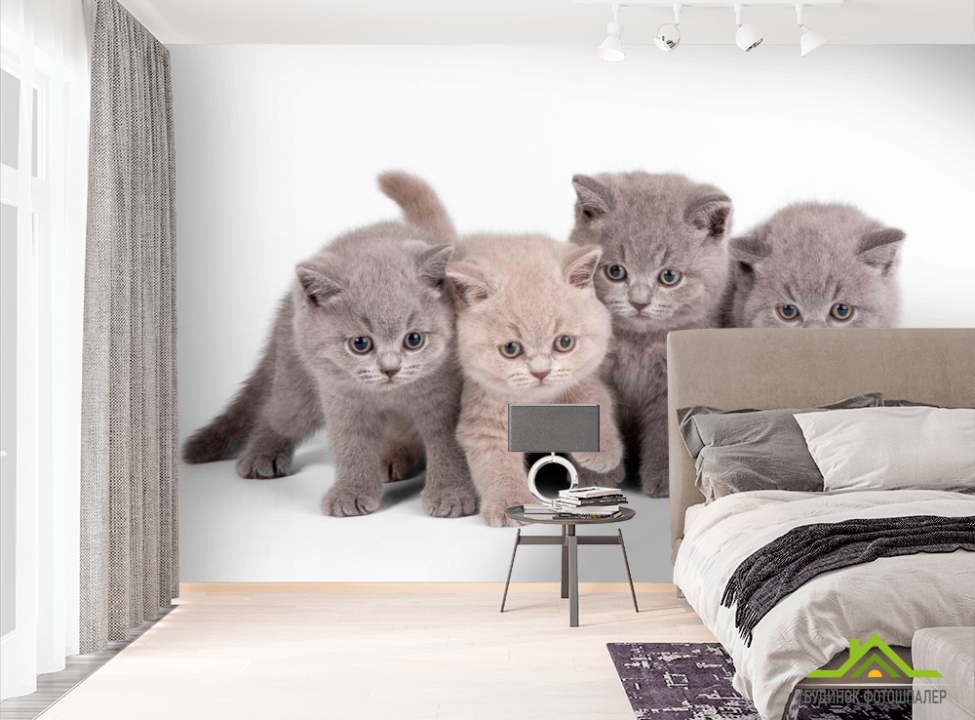 выбрать Фотообои Котята Фотообои Коты на стену