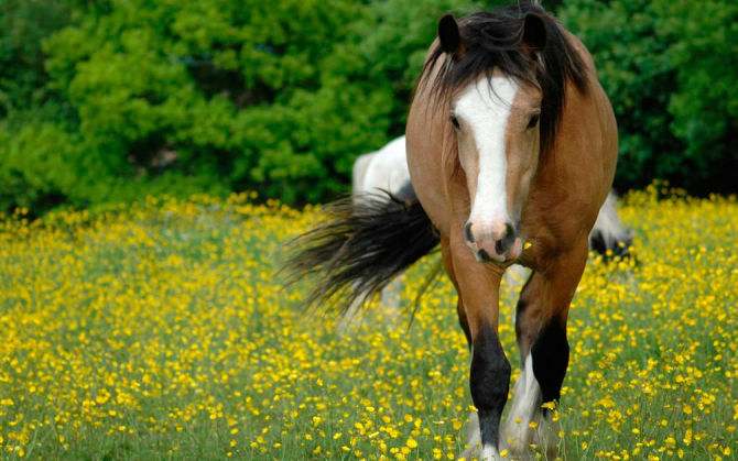 Фотошпалери Біг коня