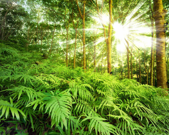 Фотошпалери природа