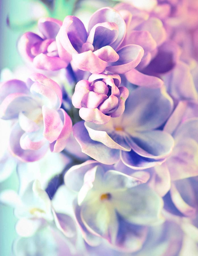 Фотообои Цветки сирени