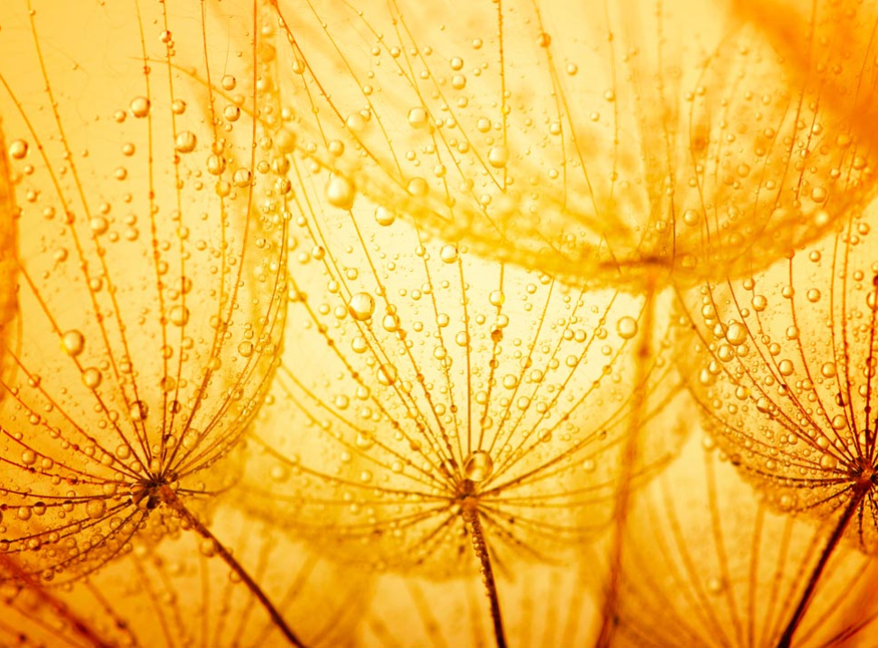 выбрать Фотошпалери помаранчевий кульбаба Фотошпалери Квіти на стіну