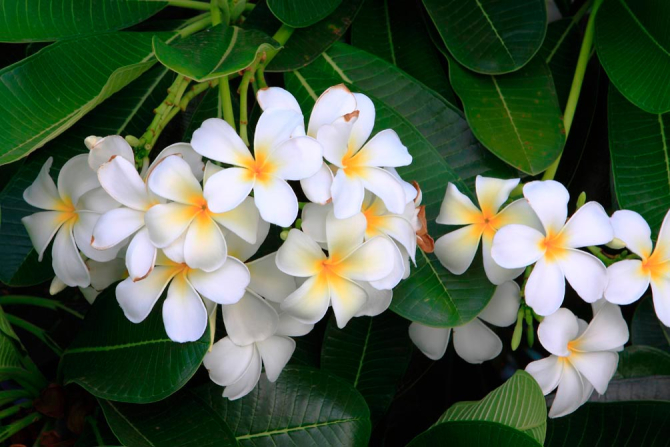 Фотошпалери Маленькі біленькі квіти