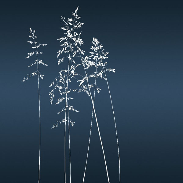 Фотообои Сушеные цветы на синем фоне