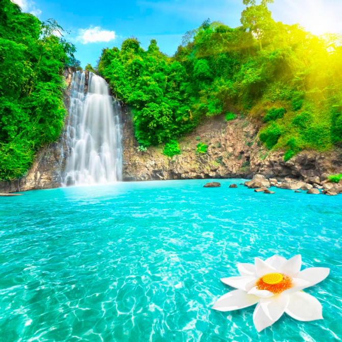 Фотообои Лилия на воде