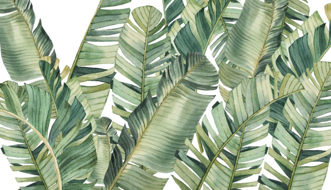 Фотошпалери Бананові листя