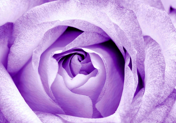 Фотообои Снежно-сиреневая роза