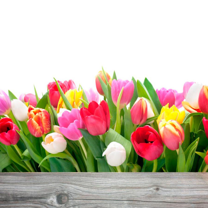 Фотошпалери Тюльпани