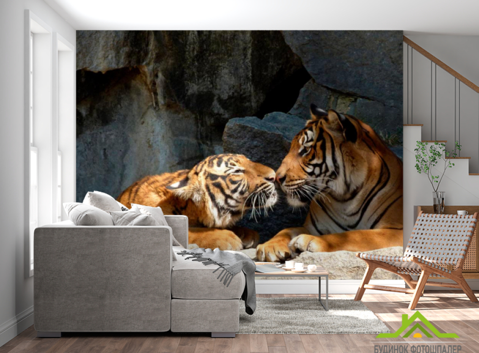 выбрать Фотошпалери Ніжність тигрів Фотошпалери Тигри на стіну