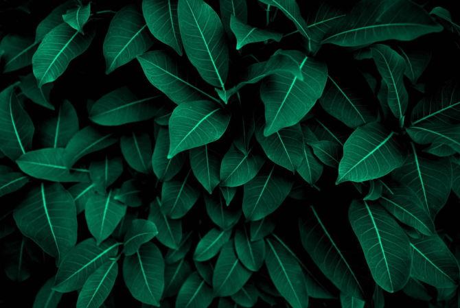 Фотошпалери зелене листя