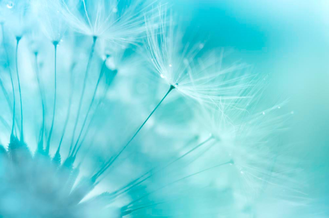 Фотообои Одуванчик в небе