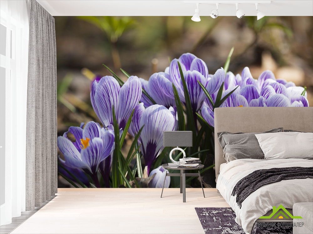 Фотообои Крокусы фиолетовые