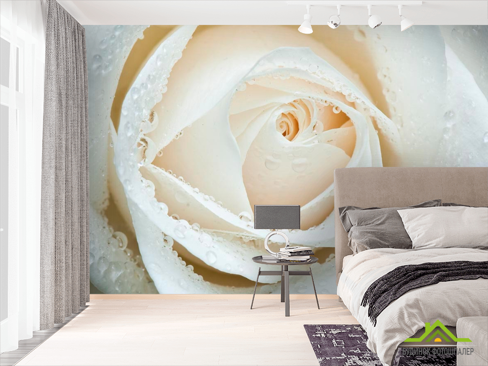 Фотошпалери Біла троянда макро-зйомка