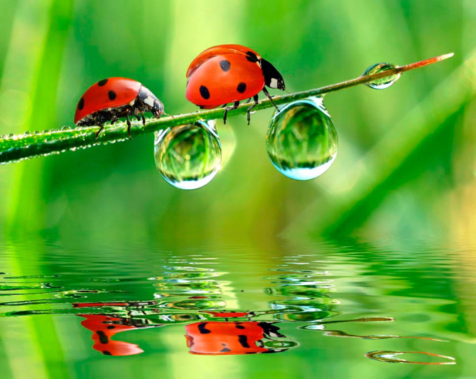 Фотошпалери Сонечка