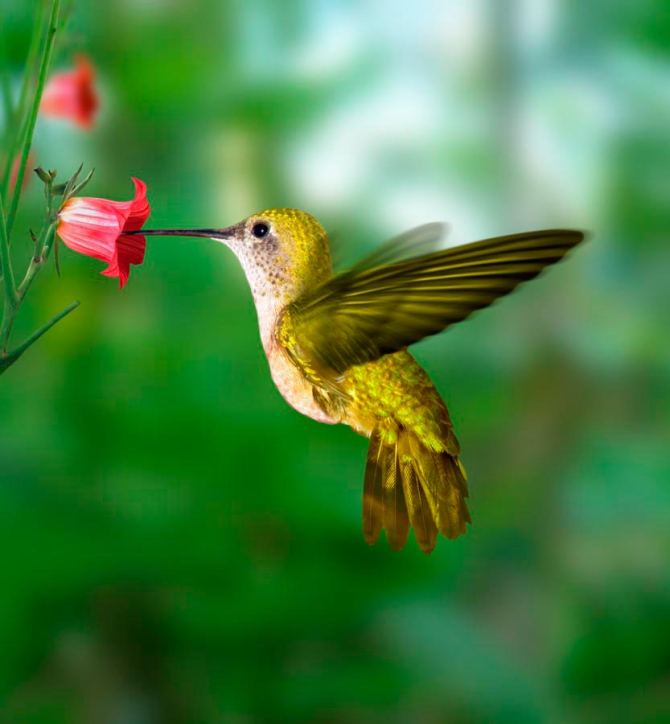 Фотообои Колибри