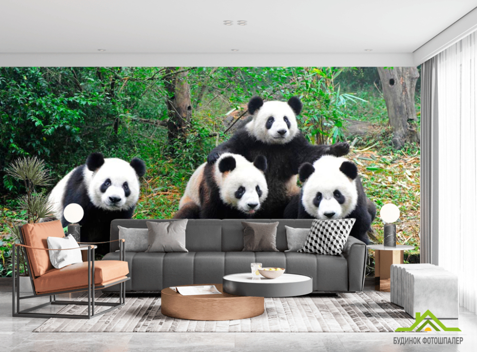 выбрать Фотообои Панды в лесу Фотообои Панды на стену