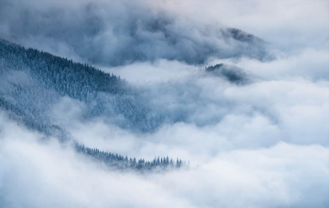 Фотообои Туманные горы и ели