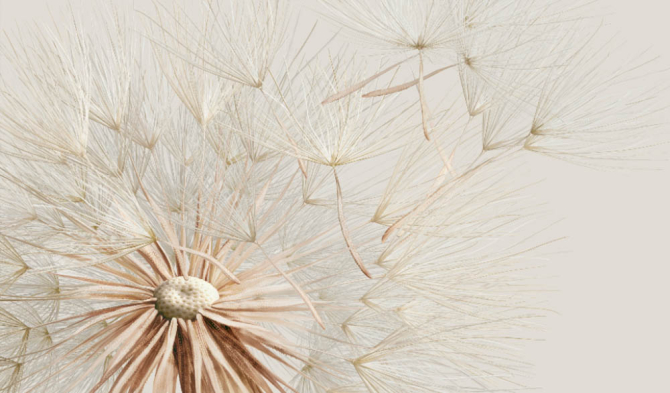 Фотошпалери Кульбаба