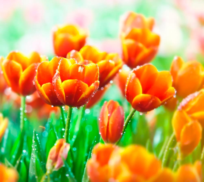 Фотошпалери Червоно-жовті тюльпани