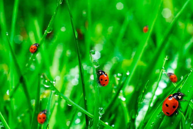 Фотообои Трава,божья коровка