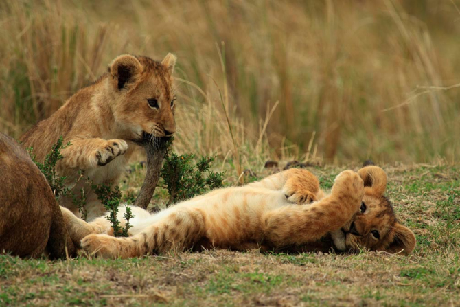 Фотошпалери Ігри левенят
