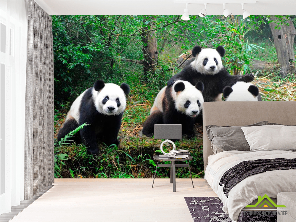 Фотообои Панды в лесу