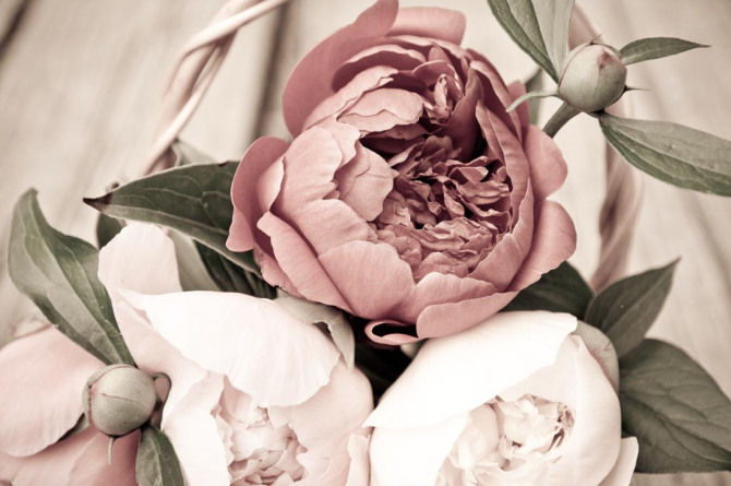 Фотошпалери великі піони