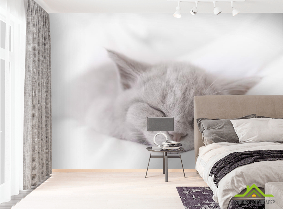 выбрать Фотообои серый котёнок спит Фотообои Коты на стену