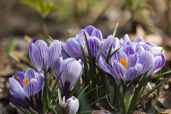 Фотообои Крокусы фиолетовые