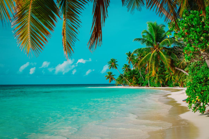 Фотошпалери багато пальм над блакитним морем