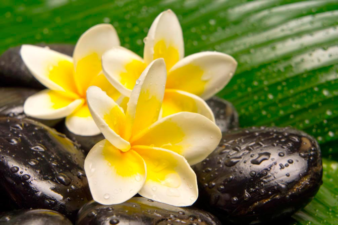 Фотошпалери Квіти, каміння, роса