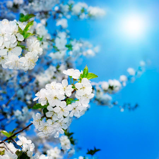 Фотообои Цветущие весной персики