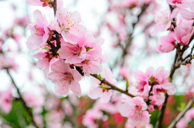 Фотошпалери рожева сакура